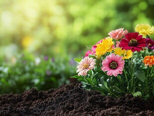 花草土壤