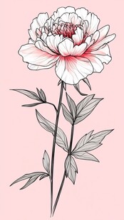 手绘工笔芍药