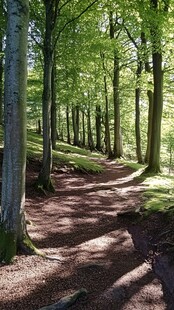 林间小道树木光影