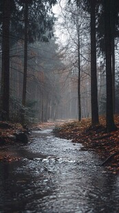 雨中林间小路