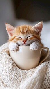 猫咪茶杯