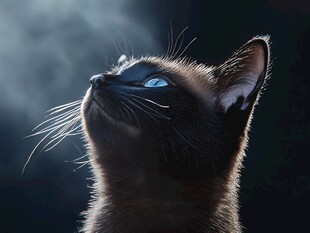 猫咪黑底图