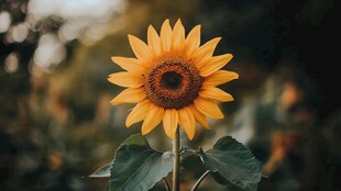 单朵向日葵壁纸