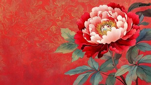 牡丹花壁纸