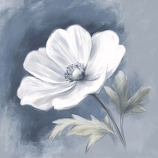 银莲花插画
