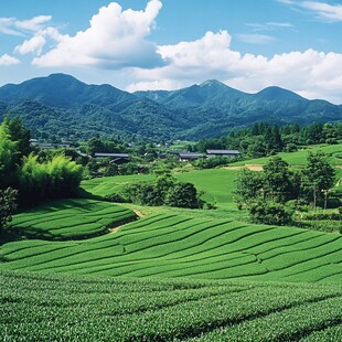 茶田原野