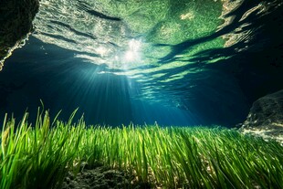 水下生长植物