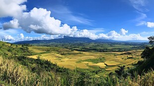 宽幅稻田全景