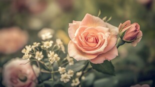 唯美浪漫月季花