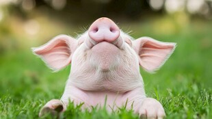 动物微笑治愈系