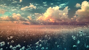 唯美梦幻花田场景