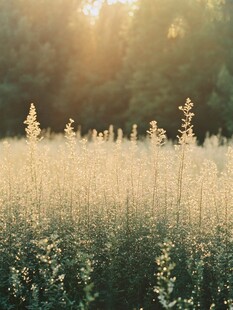 夕阳下的花草