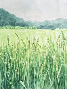 稻穗水彩画