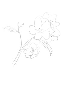 手绘茉莉花
