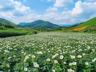 蓝天白云山坡芍药花海