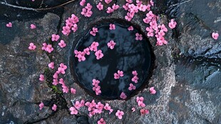 石板路上落梅花