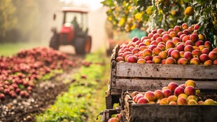 种植管理农业水果业