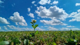 蓝天绿草与我同行