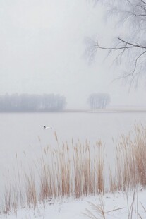 芦荡飞雪