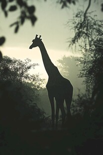 非洲长颈鹿素材