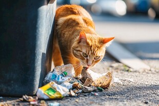 吃东西的流浪小猫