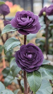 紫地月季七宝烧