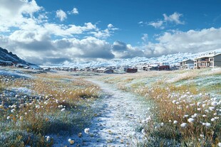 黄合花雪山雪原雪地