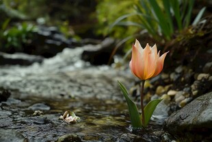 小溪里的落花