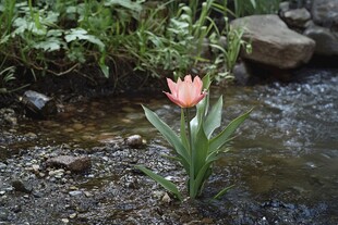 溪边的花