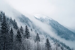 雪山松林晨雾行