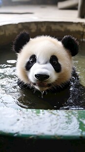洗澡的大熊猫