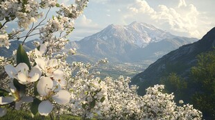 山间果树开花