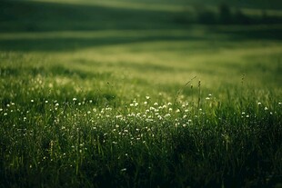 阳光草地朦胧美