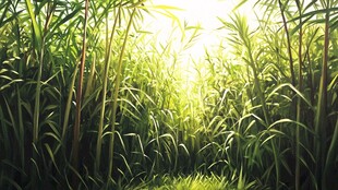 甘蔗林插画