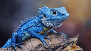 爬宠蜥蜴鬃狮蜥