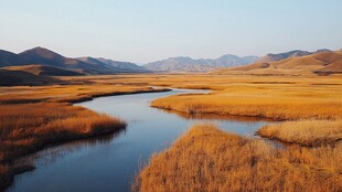 金色湿地