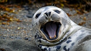 动物微笑治愈系