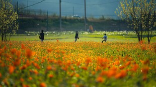 花海中散步