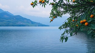 两岸橘林