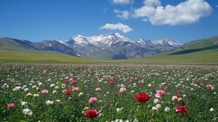 新疆伊犁山花