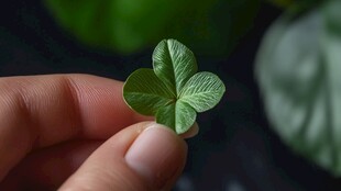 地瓜叶棚拍