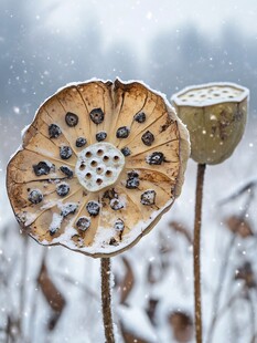 雪中莲蓬