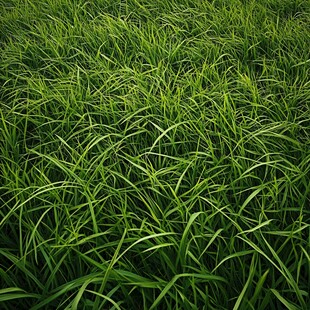 水竹草背景实拍