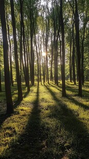 林间小道树木光影