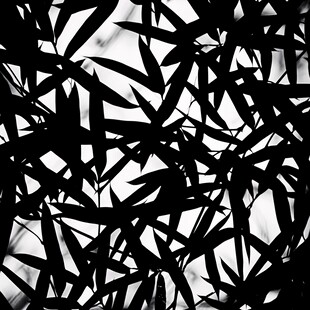 黑白竹影