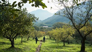 大山深处果园