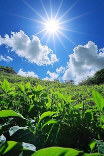 光线素材蓝天绿叶