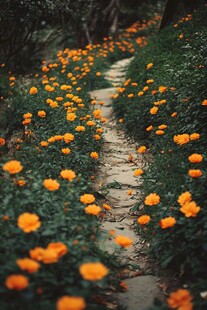 格桑花野花菊花小道