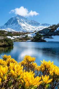 雪山与花儿