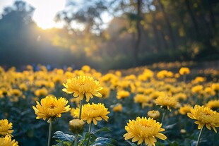 夕阳菊花